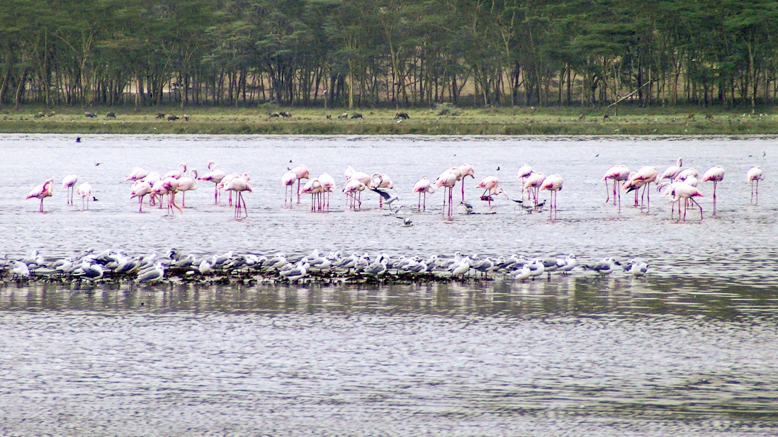 Lake Nakuru